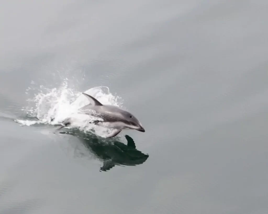 A dolphin frozen crisply mid leap due to deliberate camera choices