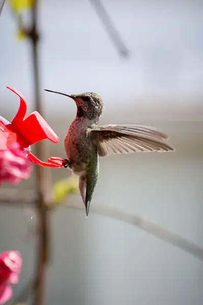 fast shutter speeds capture this hummingbirds wings extended as it takes off from feeder