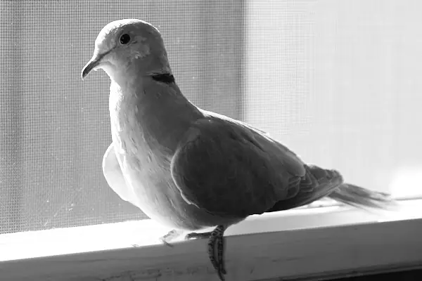 A backlit bird, another challenge for metering because the meter battles between exposing the shadows and bright edge highlights